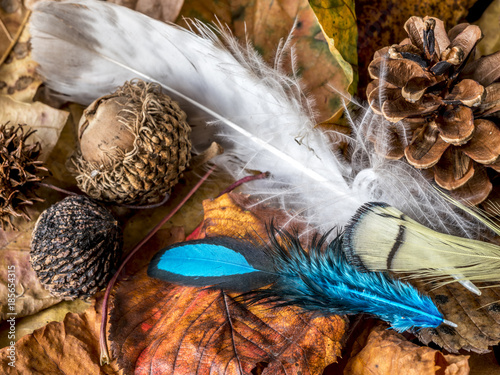 feathers and acor photo