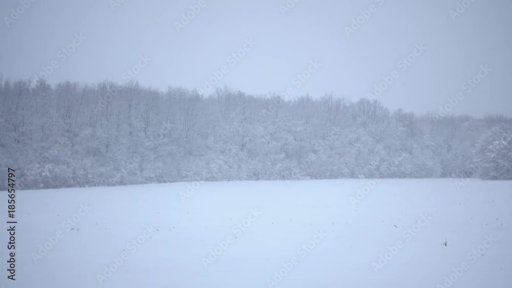Lonely trees in a field in winter against a forest background. A snowstorm in the field at the edge of the forest.
Lonely trees in a field in winter against a forest background. A snowstorm in the field at the edge of the forest.