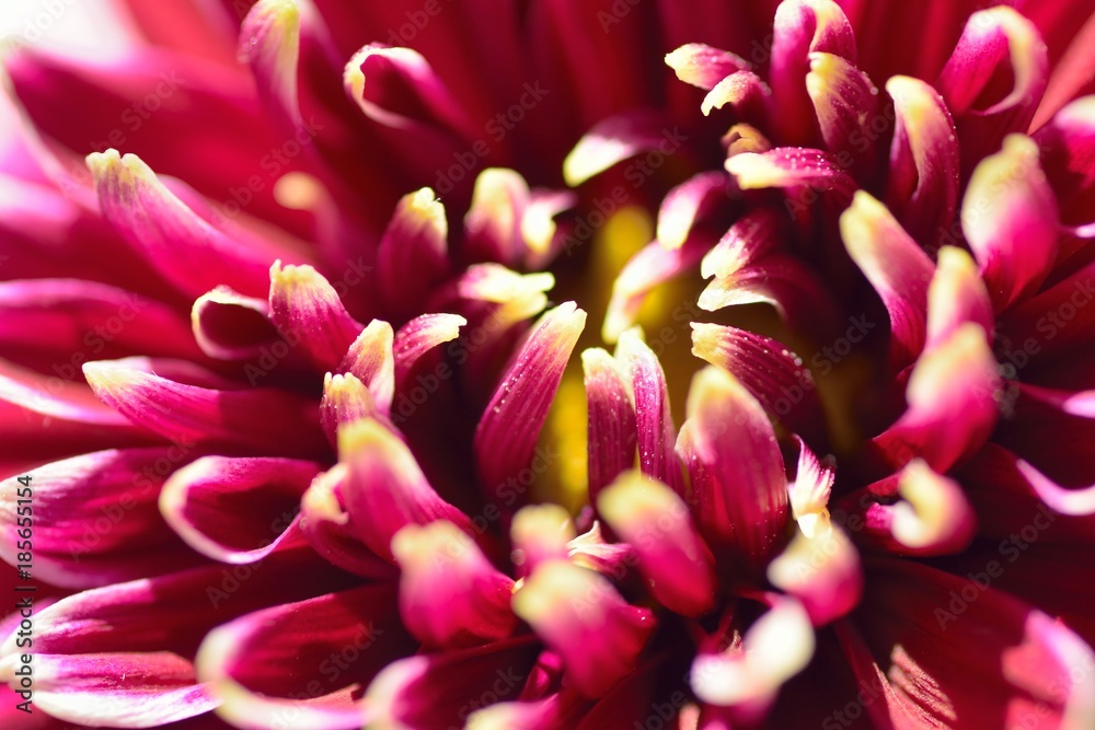 Macro details of vibrant Brown colored Dahlia flower