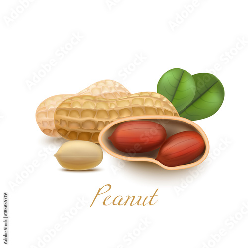 Peanut with Leaves. Realistic Elements for Labels of Cosmetic Food Product Design. Vector Isolated Illustration