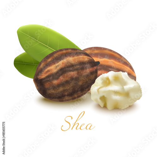 Shea Butter Nuts and Leaves. Realistic Elements for Labels of Cosmetic Skin Care Food Product Design. Vector Isolated Illustration