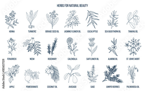 Best herbs for natural beauty photo