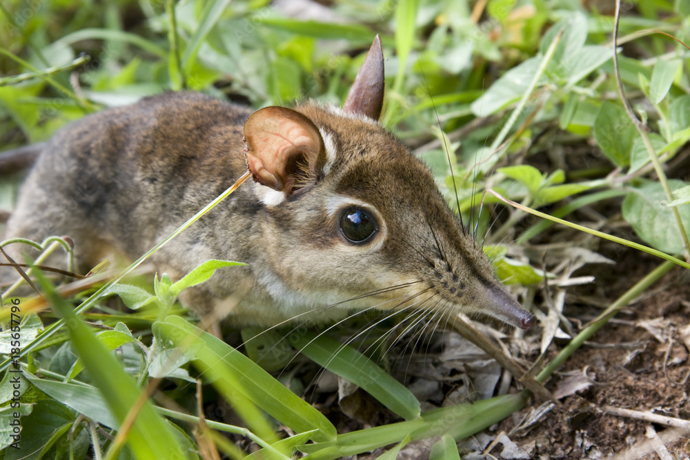Four-toed Elephant Shrew or Four-toed Sengi (Petrodromus tetradactylus) in coastal Kenya. Four-toed Elephant Shrew or Four-toed Sengi (Petrodromus tetradactylus) in coastal Kenya.