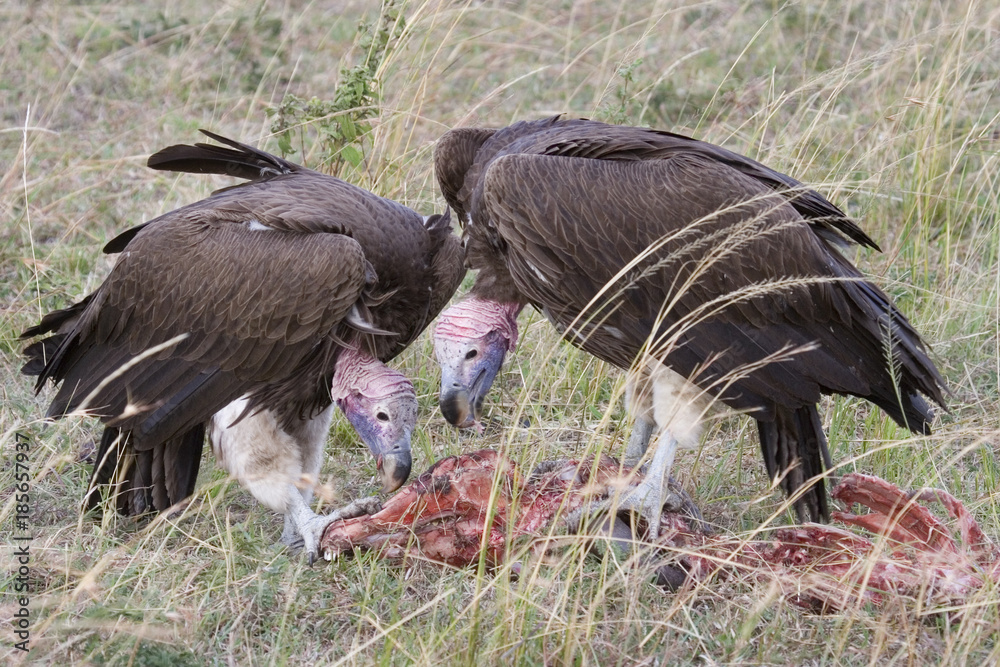 Fototapeta premium Lappet-faced Nubian Vultures (Torgos tracheliotos) scavenging on reminders of lion prey, Masai Mara national park (Kenya).