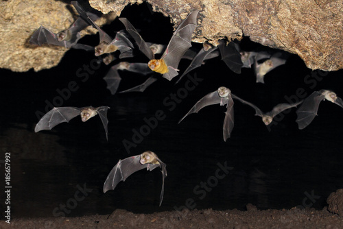 Valokuva African trident bats (Triaenops afer) emerging from a cave at night, coastal Ken