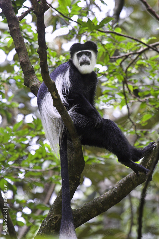 Obraz premium Mantled guereza (Colobus guereza) siting in a tree, Kakamega Forest, Kenya