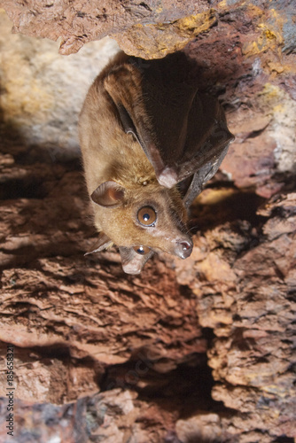 Angolan rousette fruit bat (Lissonycteris [Myonycteris] angolensis) in a cave, Kakamega Forest, Kenya photo