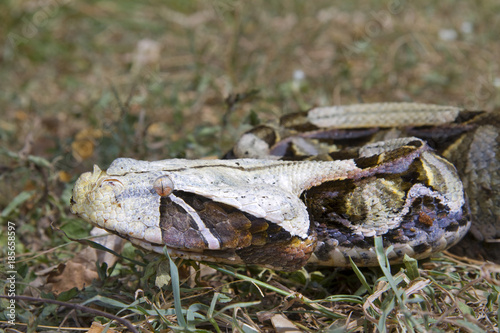 Gaboon viper (Bitis gabonica) in Kakamega forest, Kenya photo