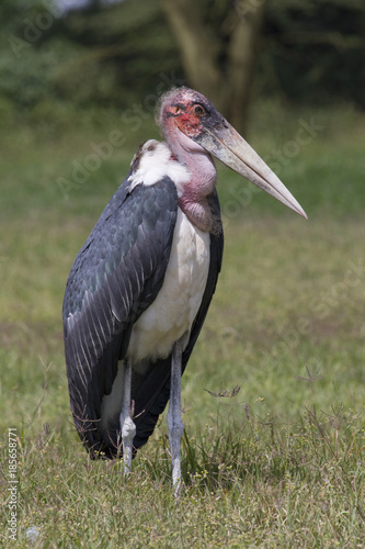 Marabou stork (Leptoptilos crumenifer) at the roadside of central Kenya photo