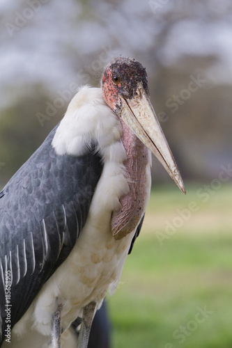 Marabou stork (Leptoptilos crumenifer) at the roadside of central Kenya photo