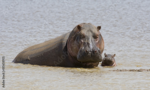 Female and baby common hippopotamus (Hippopotamus amphibius) in a lake, Tsavo East National Park, Kenya
