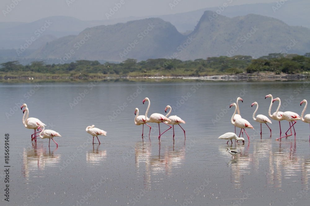 lesser flamingo (Phoenicoparrus minor) at lake Elementaita, central Kenya