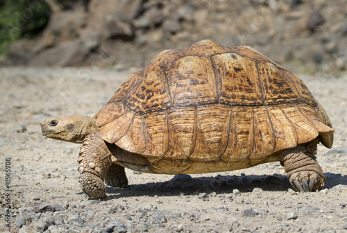 African spurred tortoise (Geochelone sulcata) at rural road in central Kenya.
