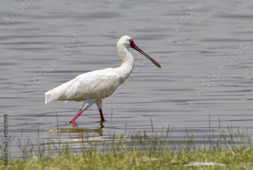 African Spoonbill (Platalea alba) wading in Naivasha lake, Kenya © Ivan Kuzmin