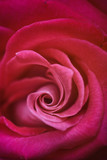 rose,fleur