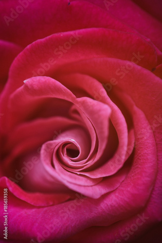 rose fleur