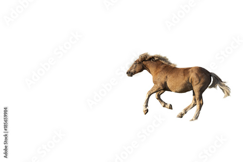Isolated brown horse galloping. White background