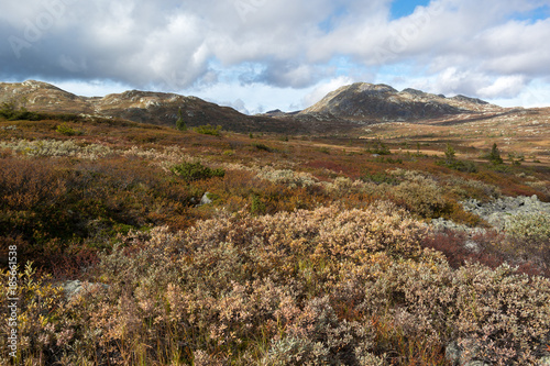 Tundra landscape above the tree line in the mountains of Telemark, Norway