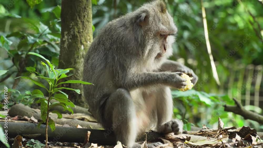 Monkey macaque in the rain forest. Monkeys in the natural environment. Bali, Indonesia. Long-tailed macaques, Macaca fascicularis Monkey macaque in the rain forest. Monkeys in the natural environment. Bali, Indonesia. Long-tailed macaques, Macaca fascicularis