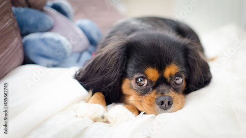 Pippa The Cavalier photo