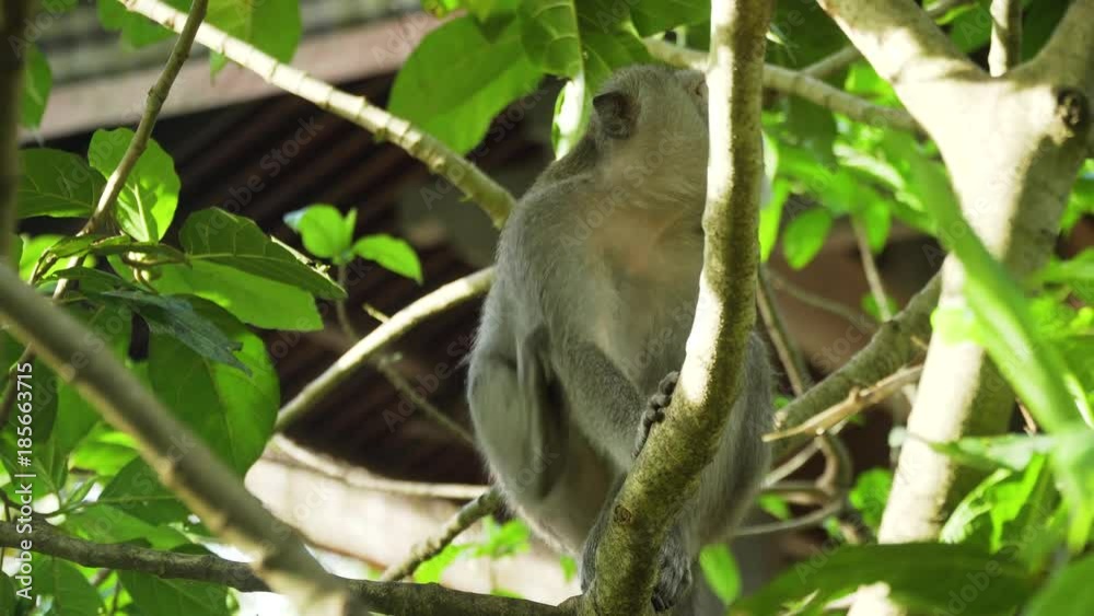 Monkey macaque in the rain forest. Monkeys in the natural environment. Bali, Indonesia. Long-tailed macaques, Macaca fascicularis Monkey macaque in the rain forest. Monkeys in the natural environment. Bali, Indonesia. Long-tailed macaques, Macaca fascicularis