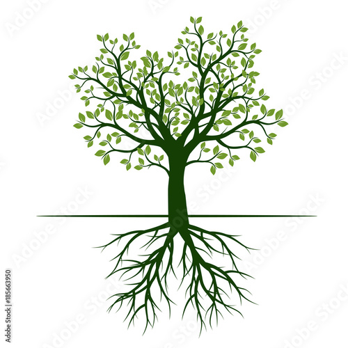 Green Spring Tree with Roots. Vector Illustration.