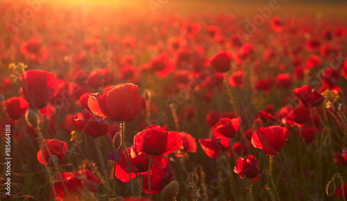 beautiful blooming poppies in the summer sunset light © bereta