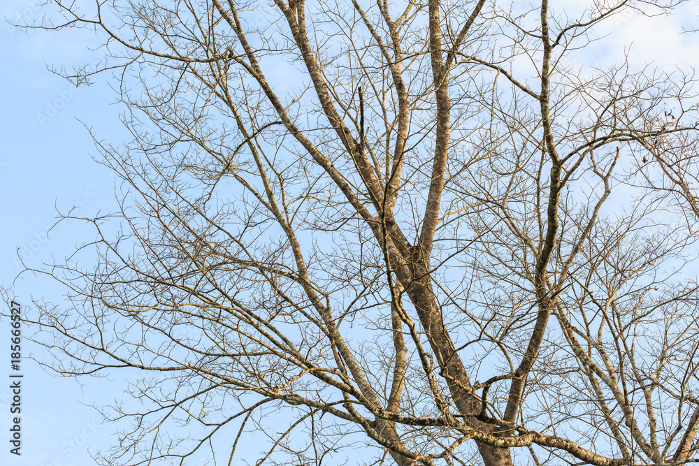 Fall tree is dying, sky and clound background beautiful scene in nature. Fall tree is dying, sky and clound background beautiful scene in nature.