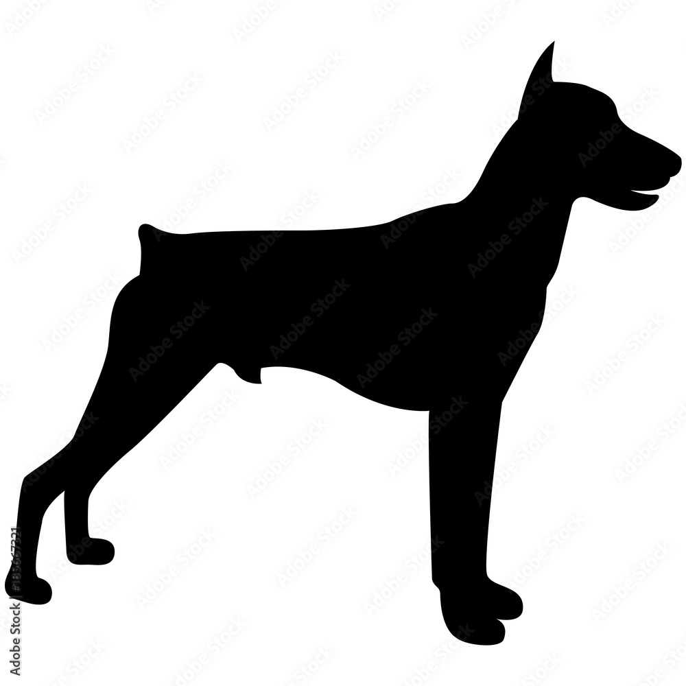 Vector image of dog silhouette of Doberman breed on white background Vector image of dog silhouette of Doberman breed on white background