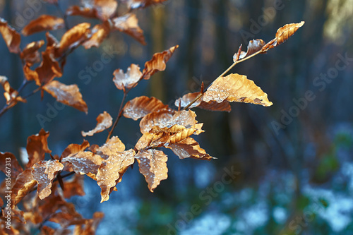 Red frozen beech leaves in the snowy winter forest