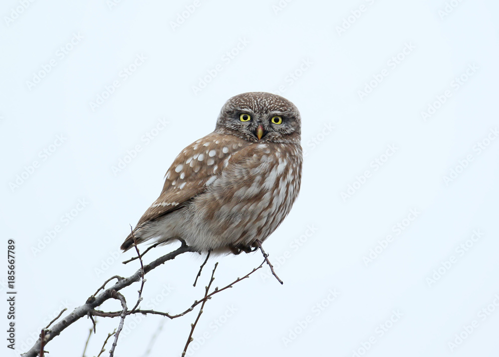 Fototapeta premium Adult little owl sits on the top of a tree against the background of a blurry blurred sky
