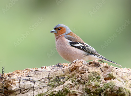 Close-up of a classic portrait of a male chaffinch on a blurred light green forest background