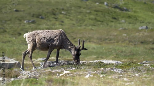 Reindeer walking and eating loosing winter fur photo