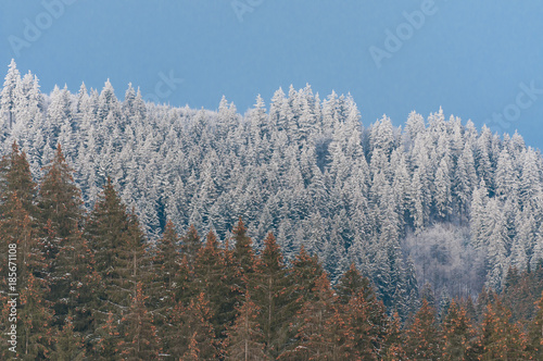 Pine forest in winter time , in December, visible snow on trees on the top of the mountain.