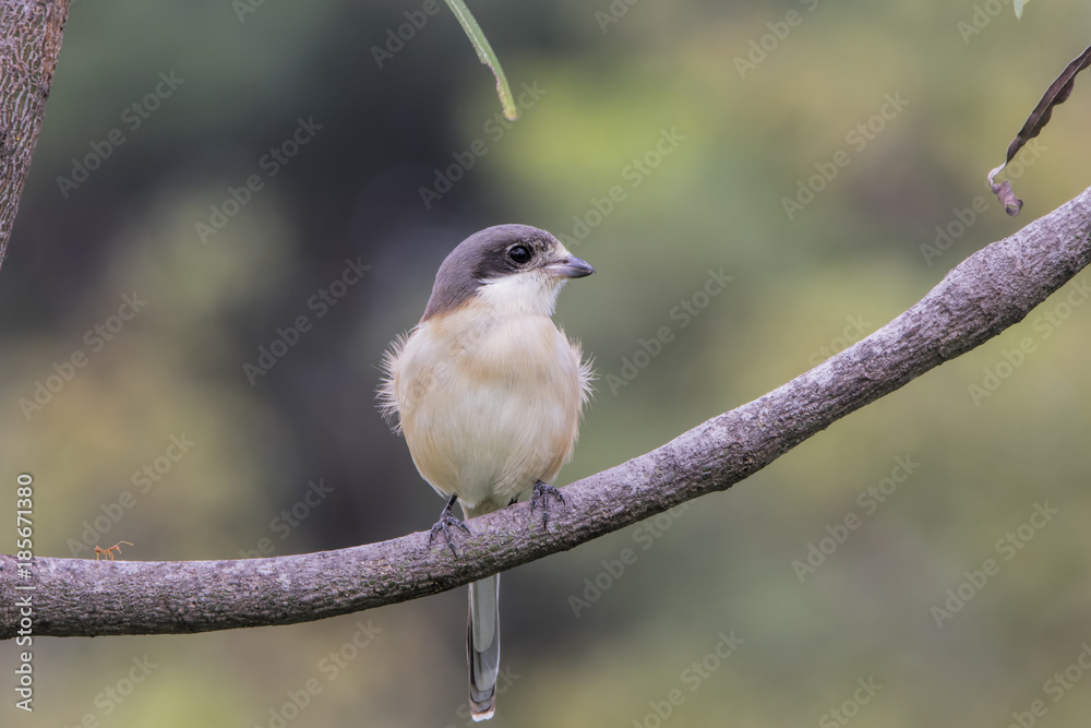Naklejka premium The grey-backed shrike is a species of bird in the family Laniidae. It is found in Bangladesh, India, Nepal, Bhutan, China and Yunnan. Among the shrikes, they breed at the highest altitude.