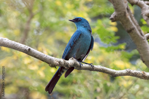 The verditer flycatcher (Eumyias thalassinus) is an Old World flycatcher It is found from the Himalayas through Southeast Asia to Sumatra.