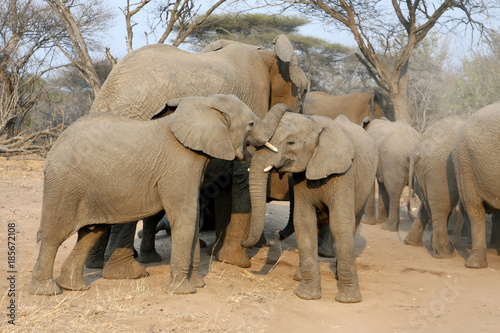 Family of African elephants on feeding. Adult elephant looks after younger