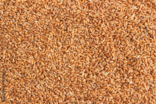 Raw wheat seeds background