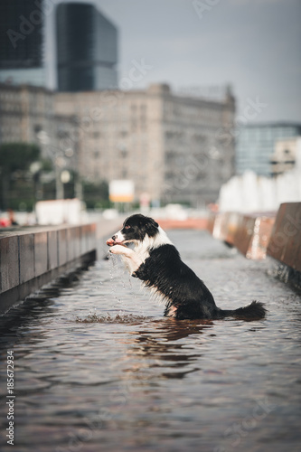 Border collie playing in the fountain