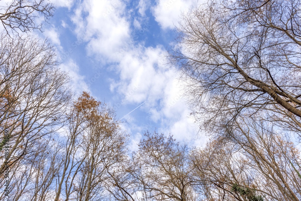 wood forest trees with blue clouds wood forest trees with blue clouds