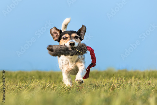 Tricolor Jack Russell Terrier 8 years - hair broken - small cute hunting dog running fast with a toy in his mouth over a meadow and plays - perspective from below on ground level - background blue sky © Karoline Thalhofer