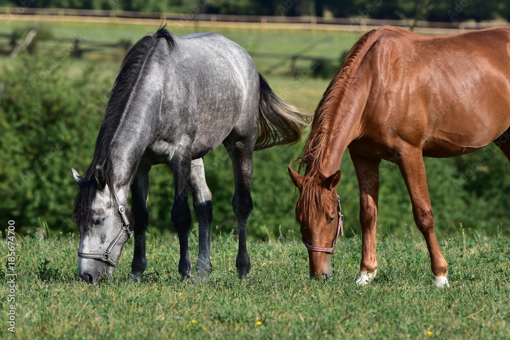 beautifulpurebred horses on pasture beautifulpurebred horses on pasture