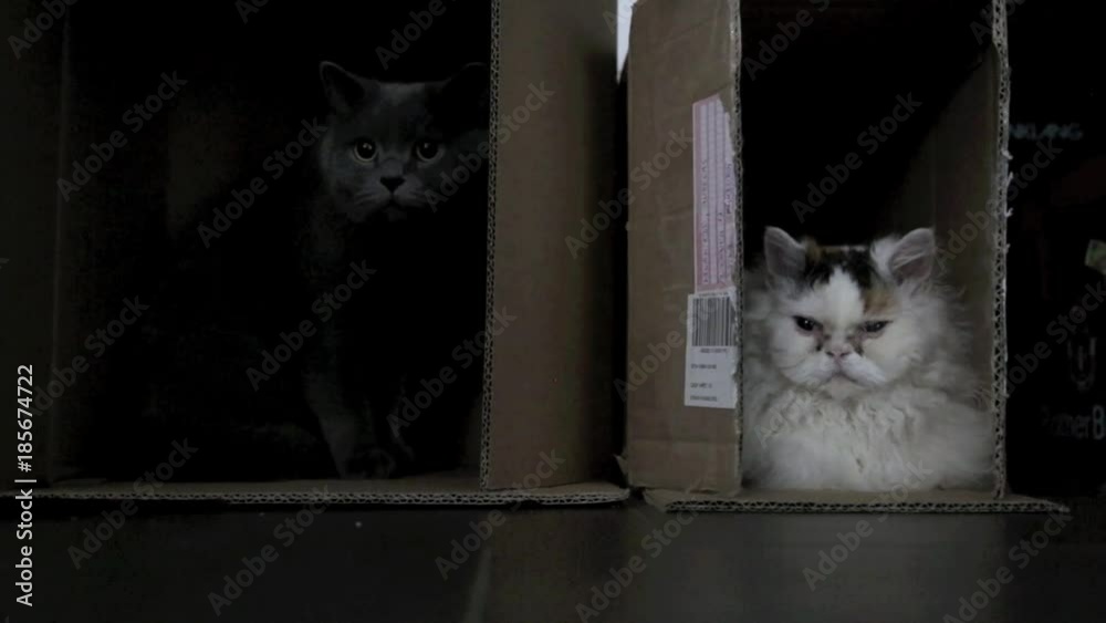 Zwei Katzen, links Britisch Kurzhaar, rechts Selkirk Rex in Kartons nebeneinander, Video HD 1080