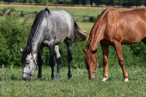 beautifulpurebred horses on pasture