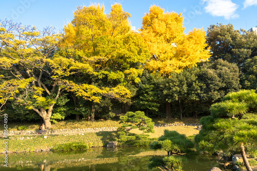 Fototapeta Naklejka Na Ścianę i Meble -  Autumn leaves of Kiyosumi garden / Kiyosumi garden is a metropolitan garden located in Kiyosumi, Koto Ward, Tokyo. In the garden with a pond, it is designated as Tokyo designated scenic spot.