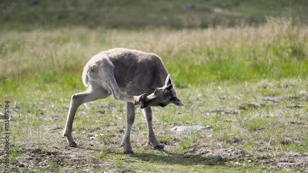 Baby reindeer licks his hoof, shakes and runs away Baby reindeer licks his hoof, shakes and runs away