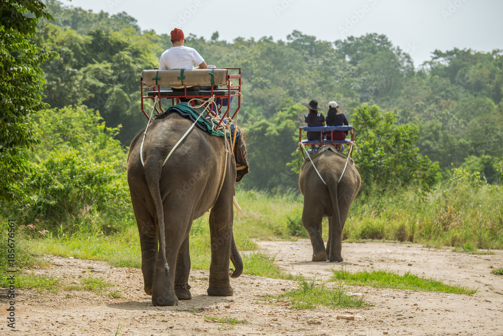 Obraz premium tourist ride the adventure elephant trekking through the jungle in Thailand with copy space
