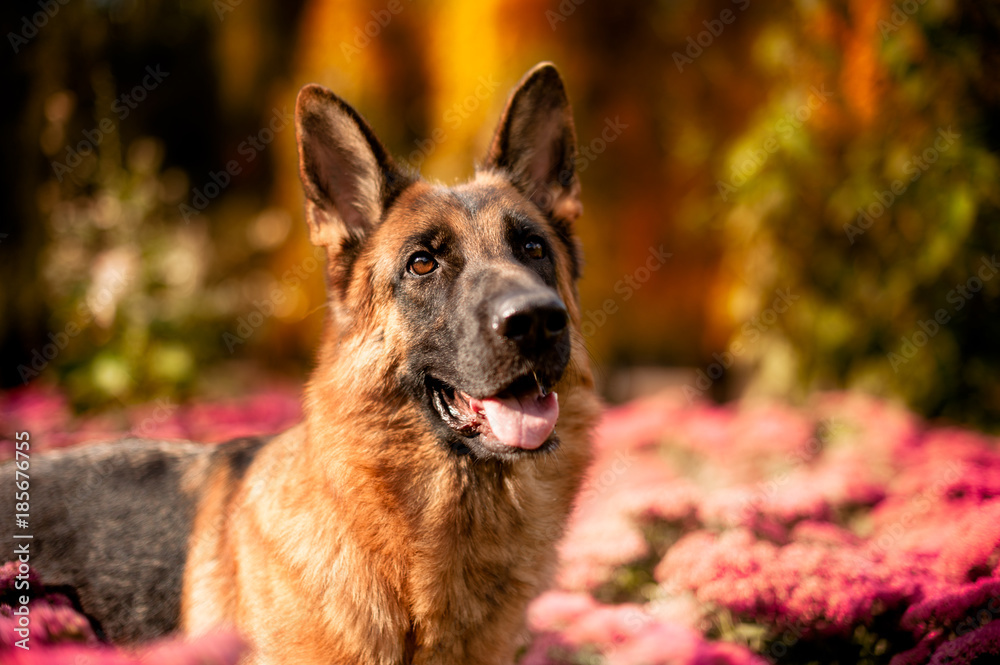 Portrait of the german shepherd dog