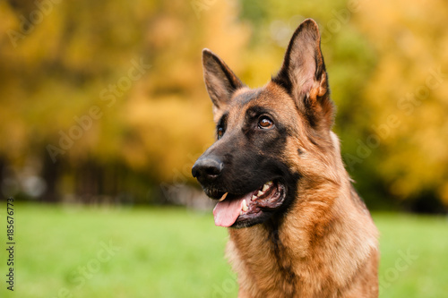 Portrait of the german shepherd dog photo