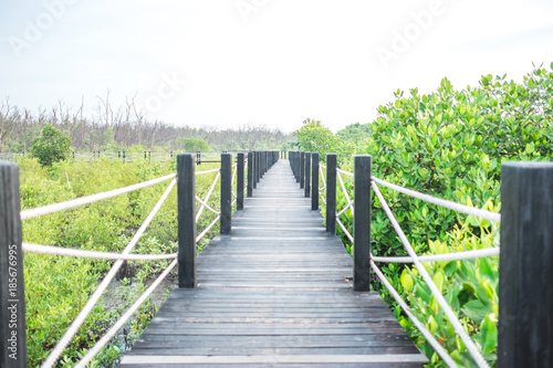 travel background beautiful nature wooden bridge in forest with green tree. this image for jungle, scenery, landscape, wild, outdoor concept